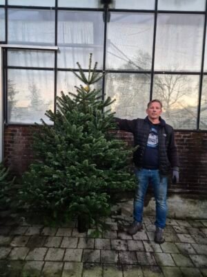 Nordman kerstboom 200-250cm kopen
