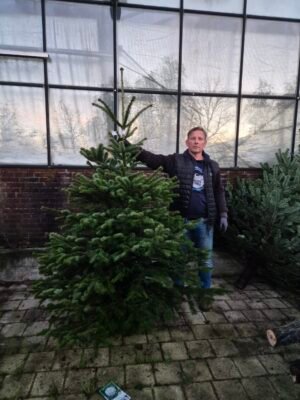 Nordman kerstboom 175-200cm kopen