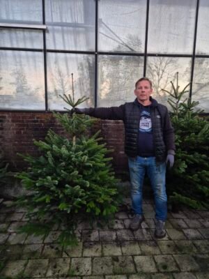 Nordman kerstboom 150-175cm kopen